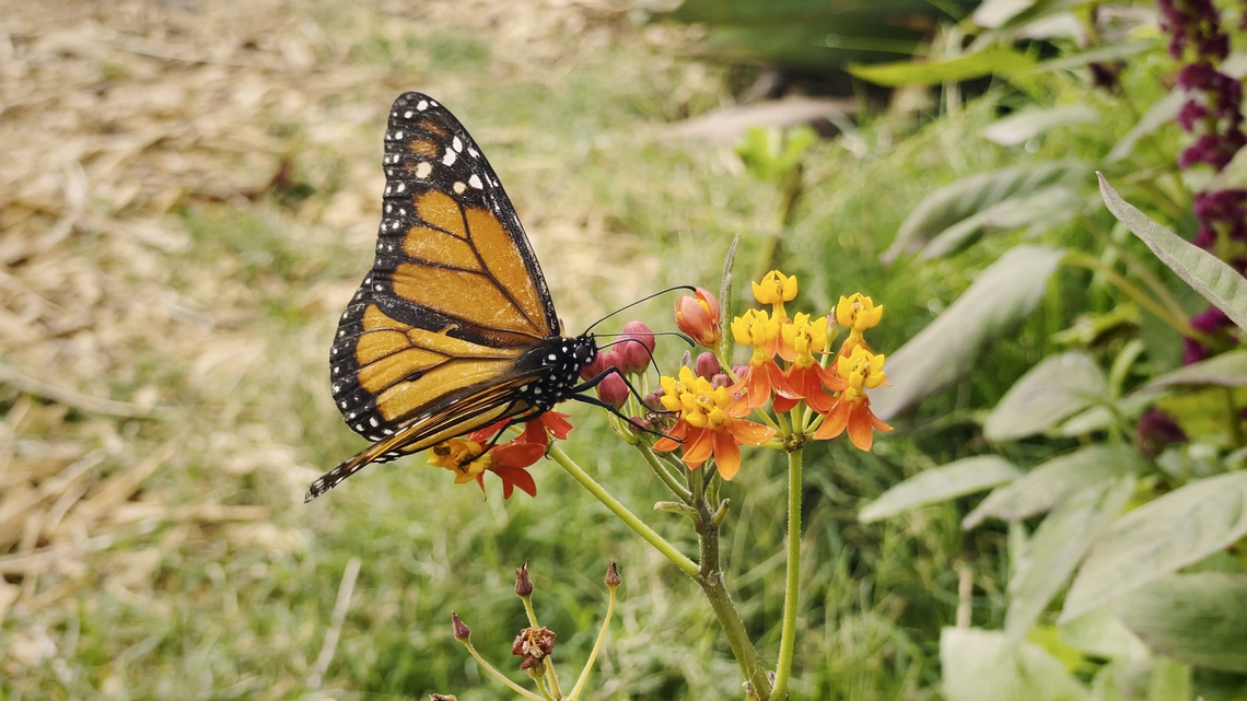 Regenerative Movie Nights